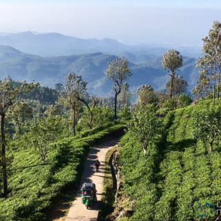 Sri Lanka Travel Guide, Haputale Tea Plantations