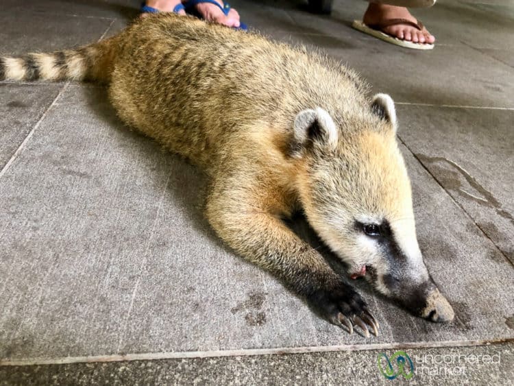 Brazil Tour, coatis at Iguazu Falls