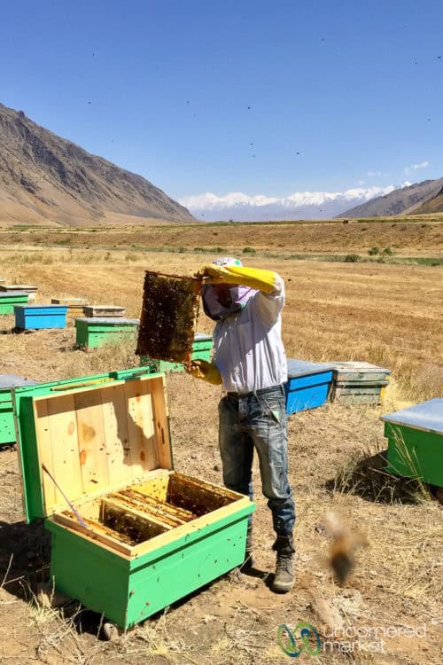 Alay Region Travel Guide, Esparcet Honey - Southern Kyrgyzstan