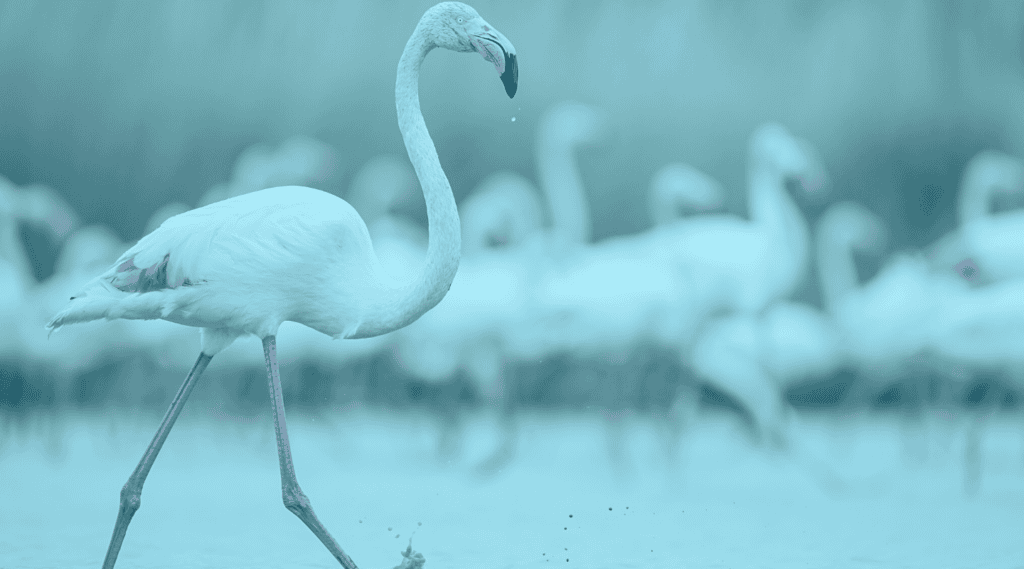 Stand out flamingo from rest of flock for finding a CBD sales payment processor