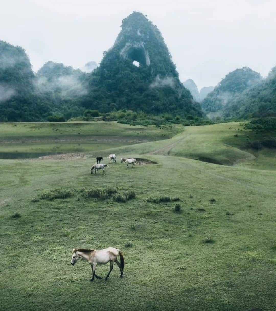 cao-bang-horses-wild-pasture-mountain-viettrendtour