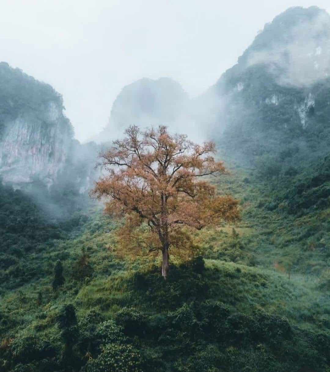 cao-bang-lonely-tree-mist-mountain-viettrendtour