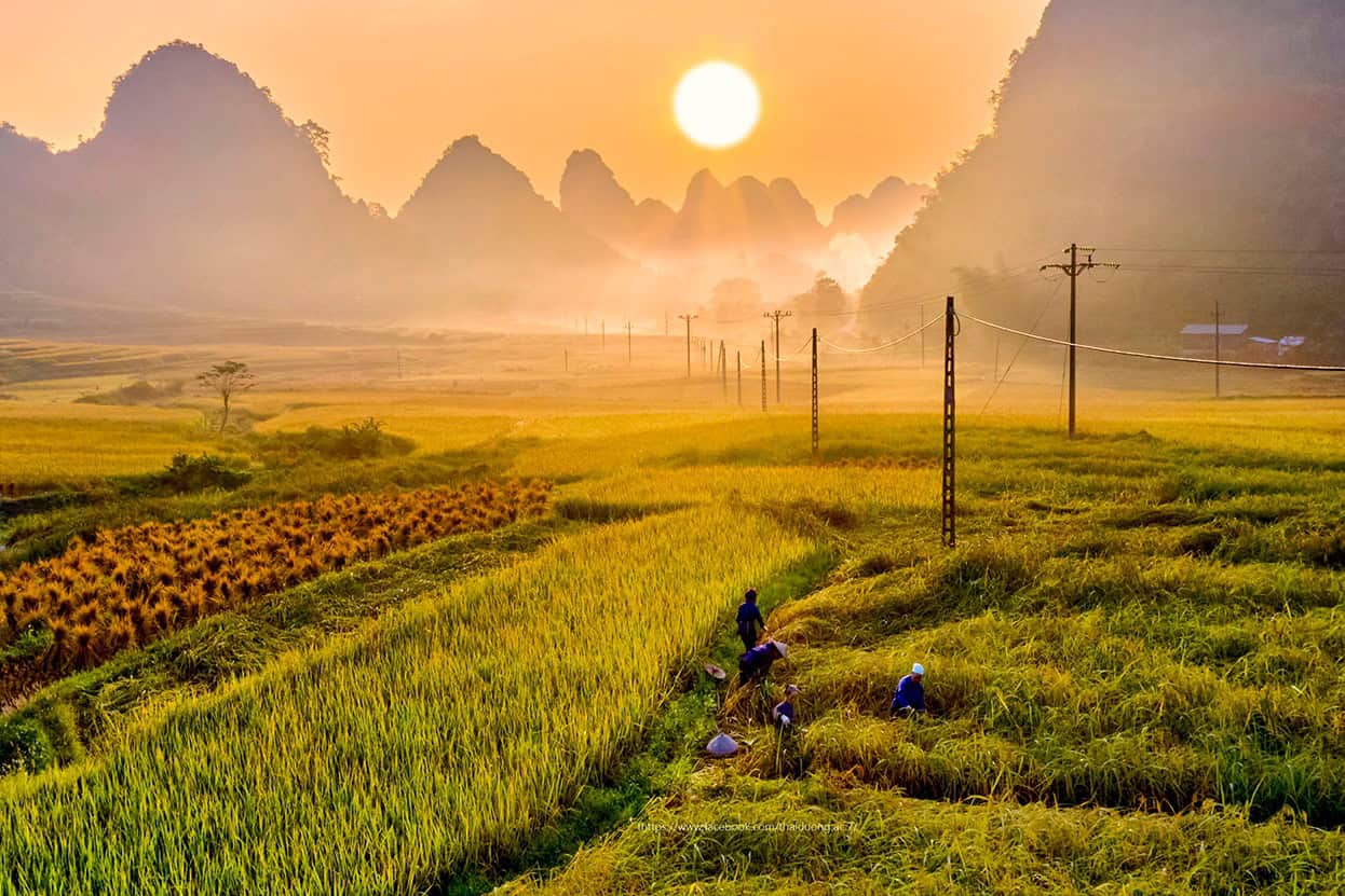 cao-bang-rice-harvest-sunset-field-viettrendtour