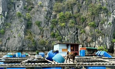 Seaside fishing village with rocky cliffs and floating boats, featuring dogs on a wooden dock.