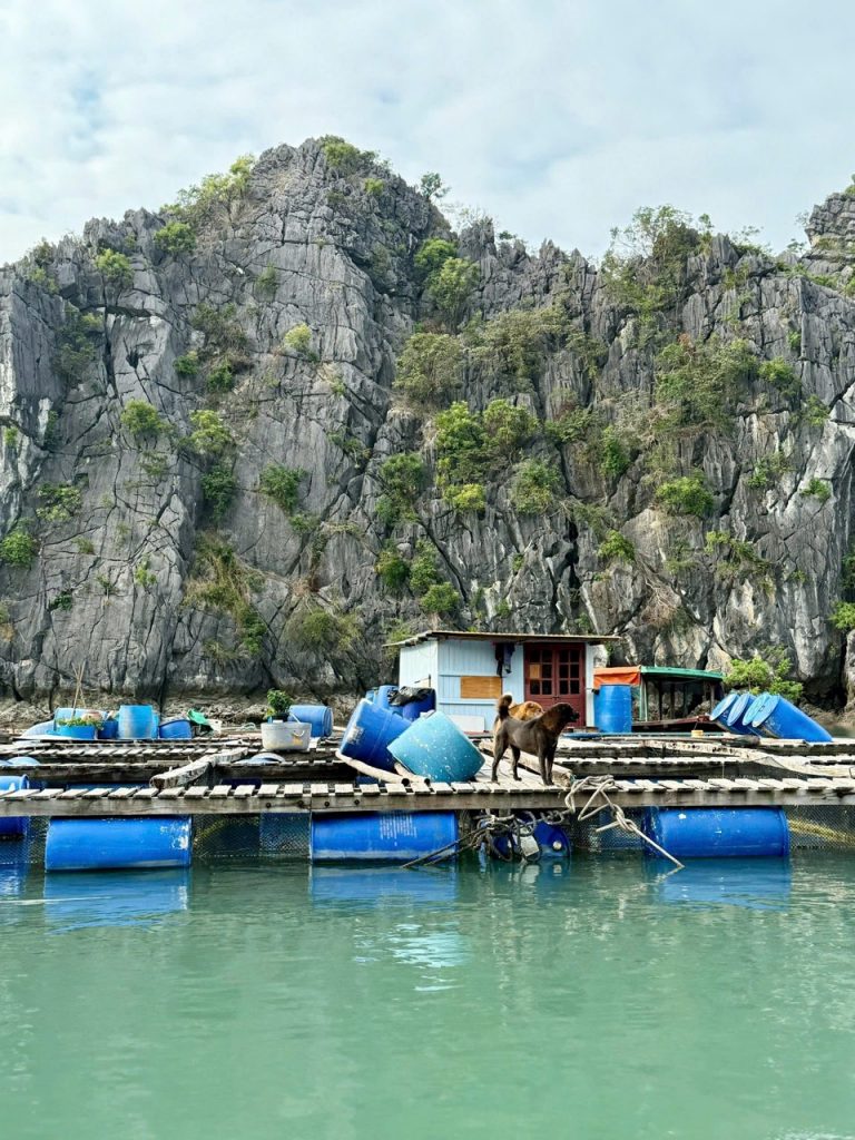 Seaside fishing village with rocky cliffs and floating boats, featuring dogs on a wooden dock.
