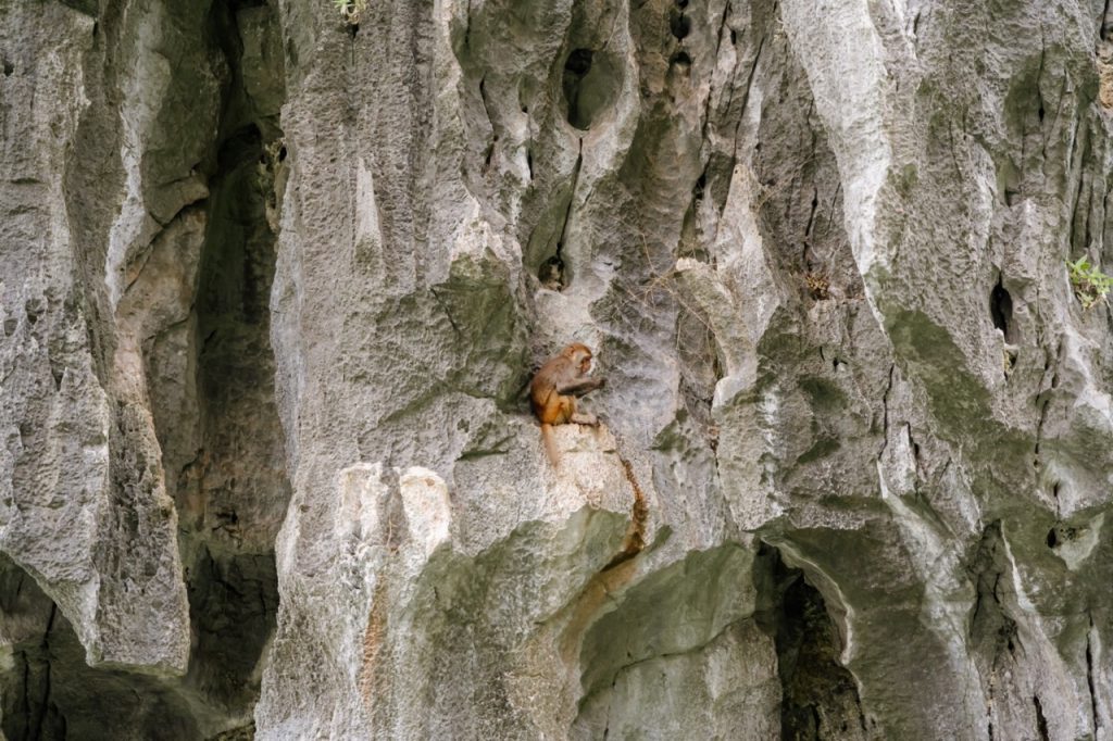 A monkey on a rocky cliff, emphasizing nature and wildlife excursions in Vietnam.