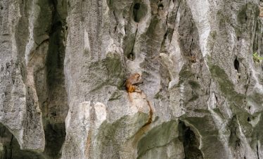 A monkey on a rocky cliff, emphasizing nature and wildlife excursions in Vietnam.
