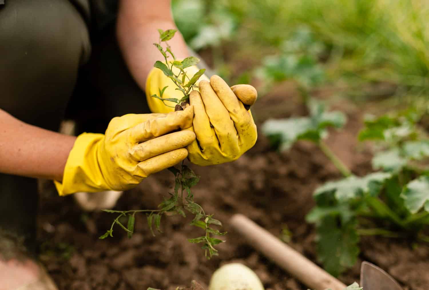 jardinage a la main