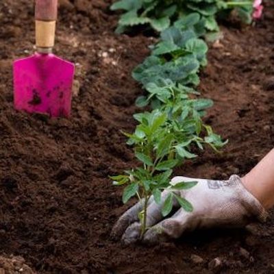 plantation et conception
