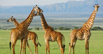 serengeti