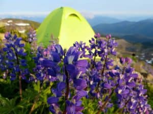 87a0e Tentandflowers