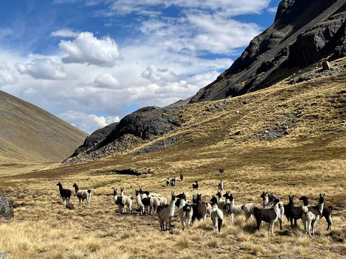 photos from the cordillera real trek