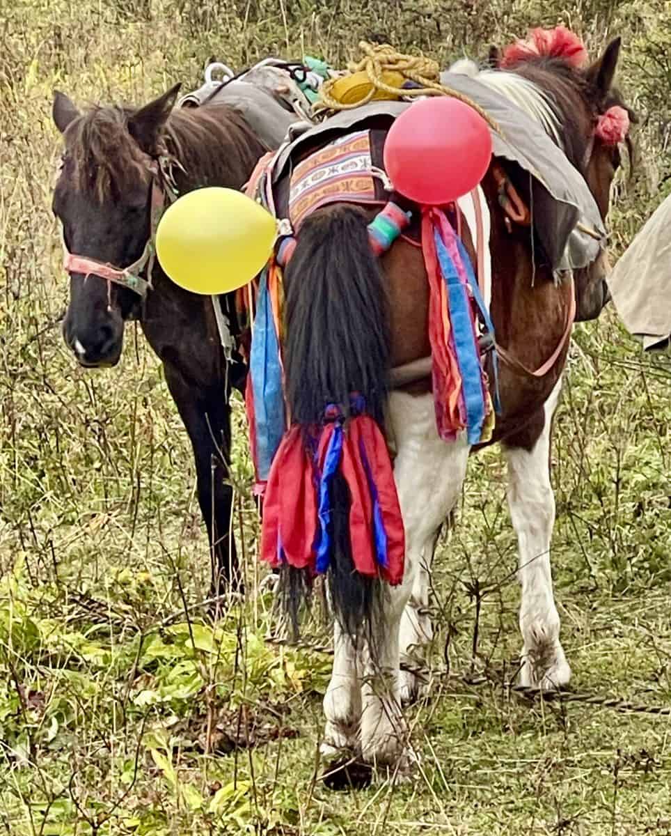 Two horses adorned with colorful decorations and balloons, standing in a grassy area.