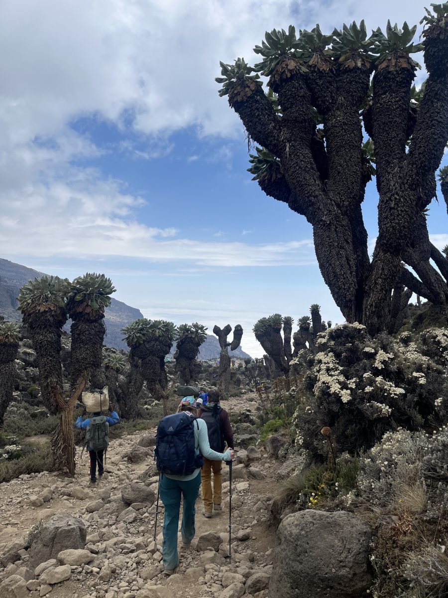 A hiking trail surrounded by unique cacti-like trees under a cloudy sky, with hikers walking on rocky terrain.