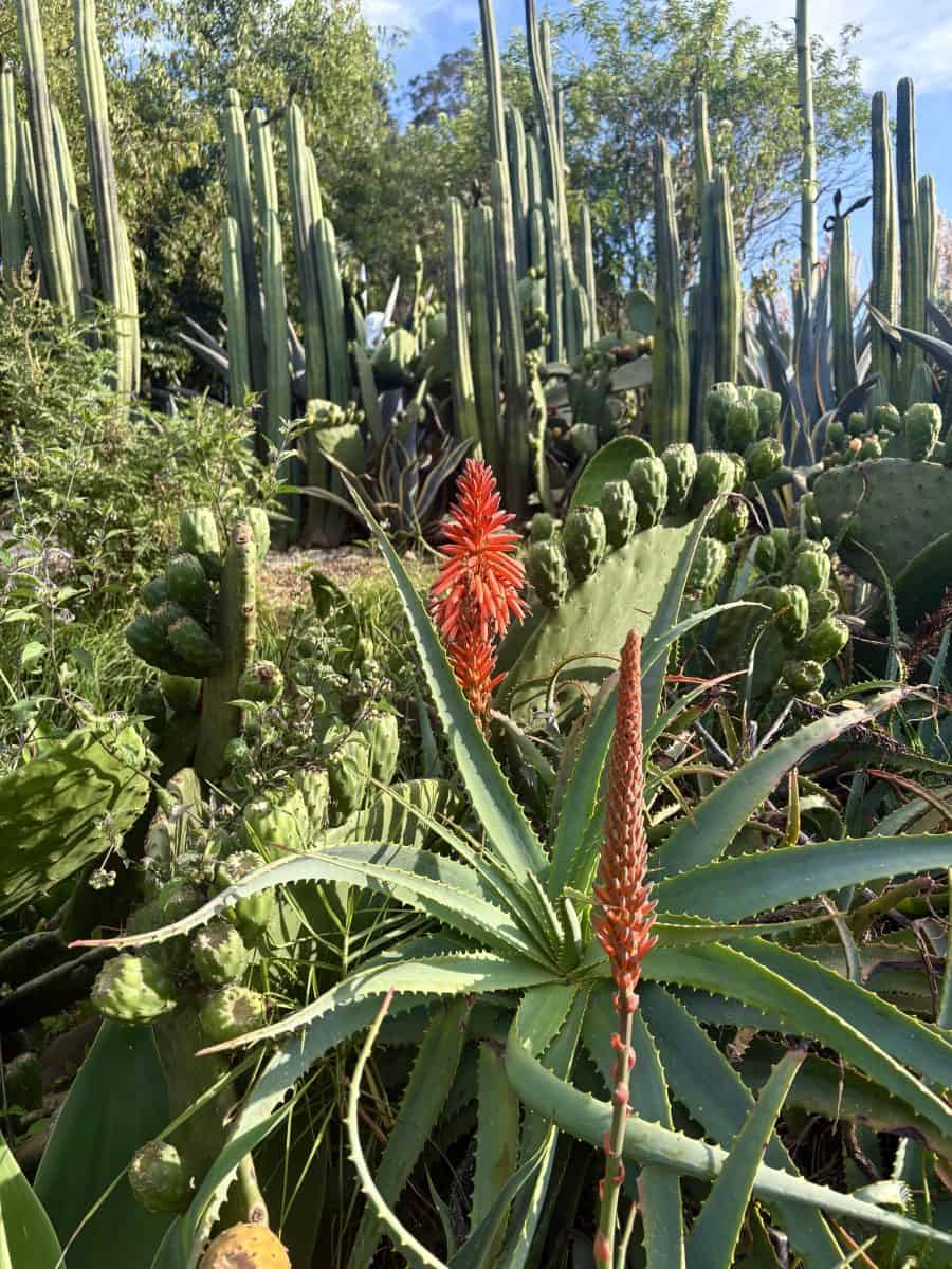 the team turns to cayambe