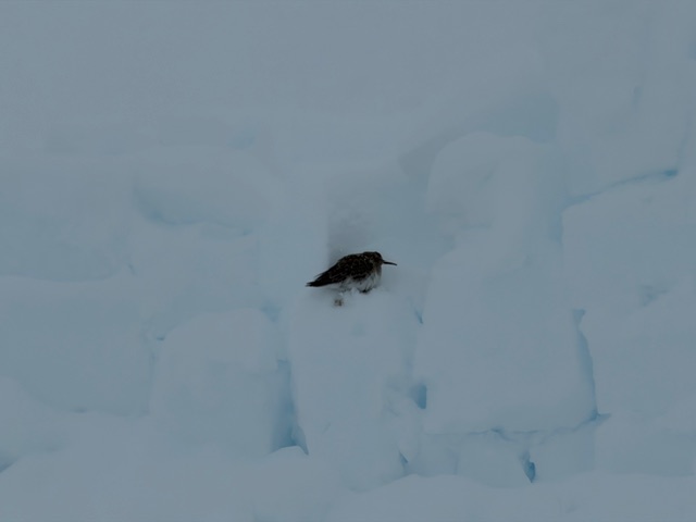 may 12th denali takes a second rest day and waits on weather