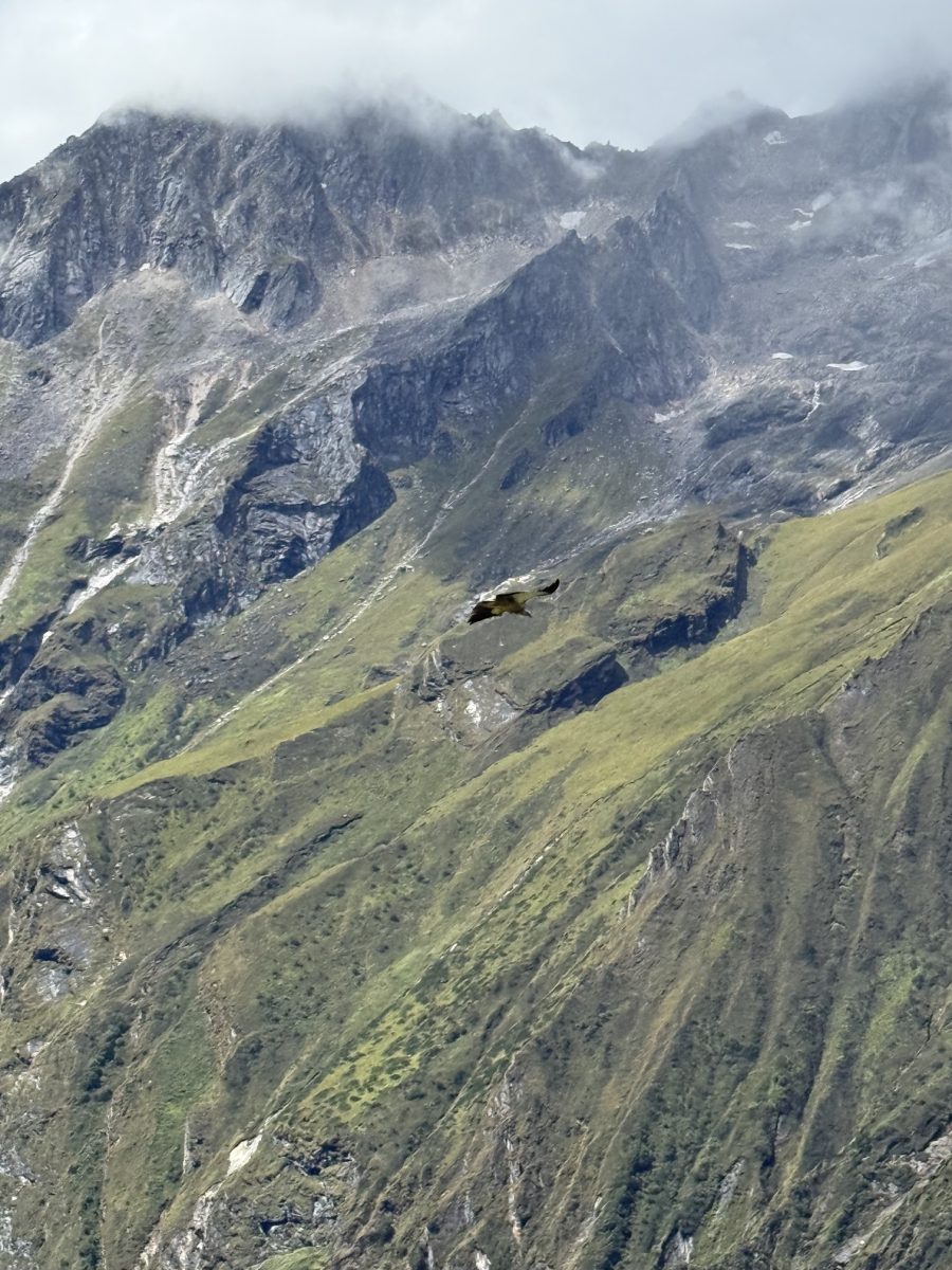 manaslu team moves in to basecamp!