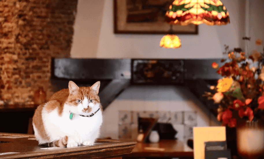 Rot weißer Kneipentiger auf einem Tresen in einem Café