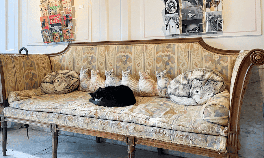 Schwarzer Kneipentiger schläft auf einem altem Sofa mit Katzenkissen