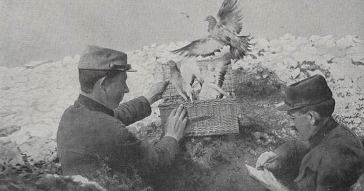 the French army using Carrier pigeons during the war for communication