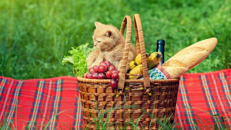 French food French names for cats