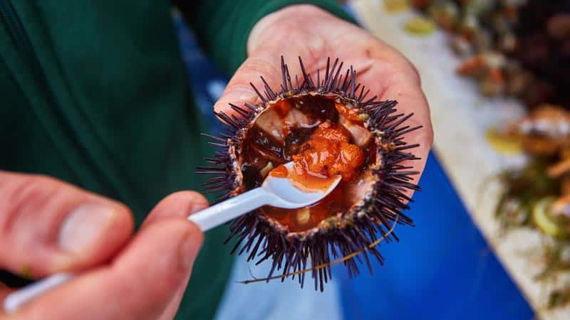 Strange French customs: eating raw sea urchins in France