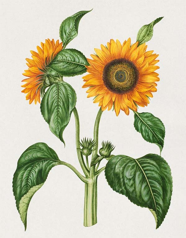 Helianthus annuus (common sunflower) (1649 &ndash; 1659), by Maria Sibylla Merian