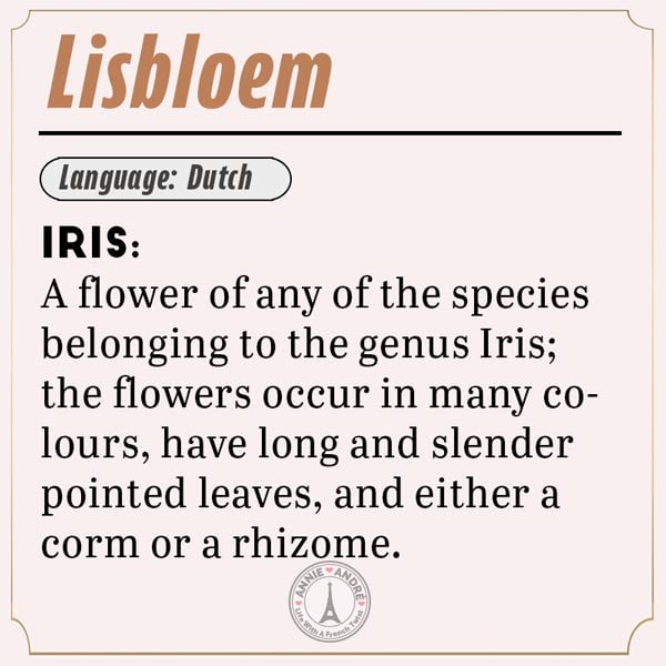 definition of Lisbloem in Dutch