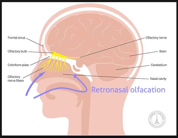 RETRONASAL OLFACTION