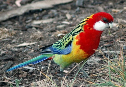 Eastern Rosella Parrot