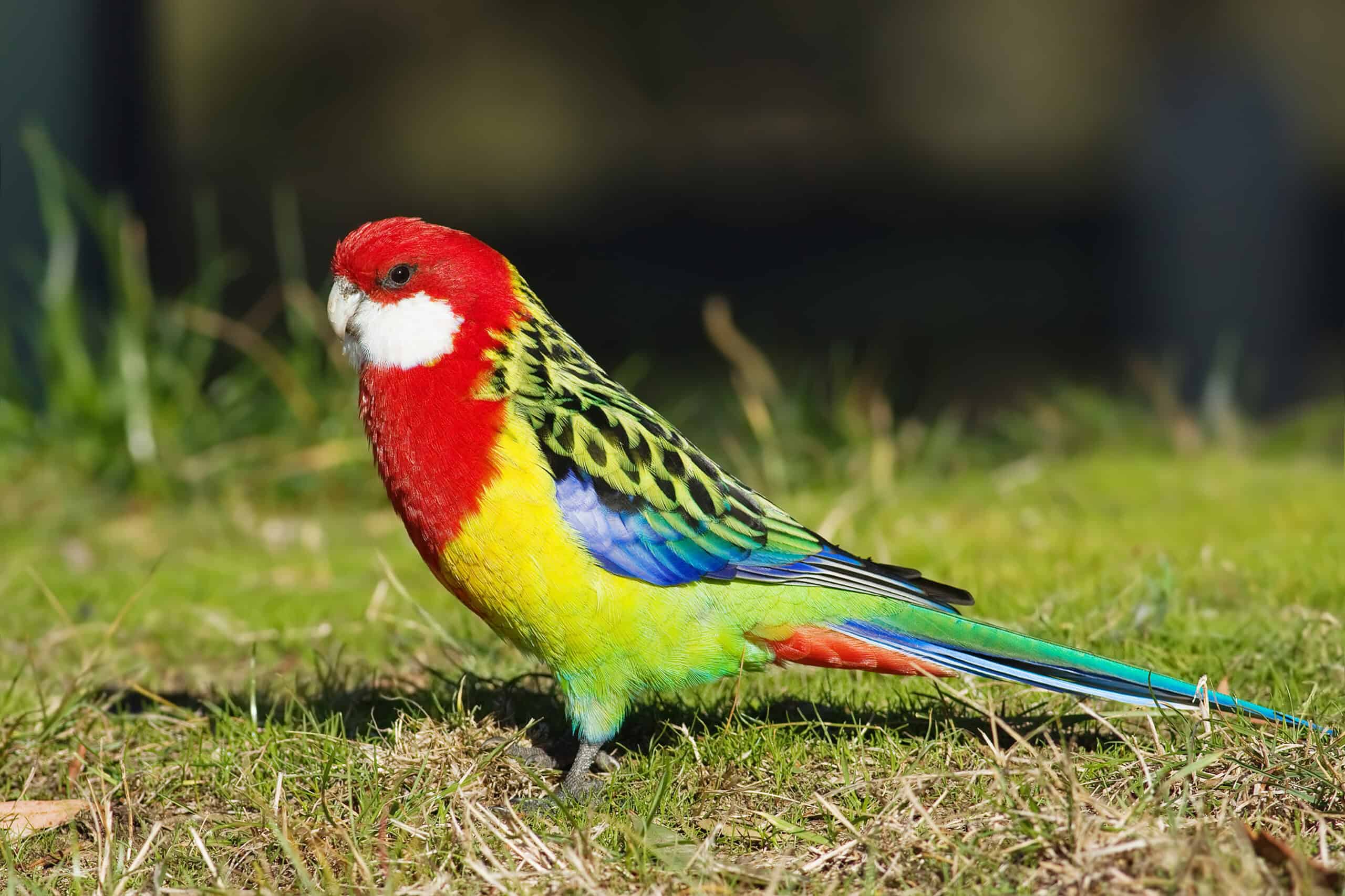Eastern Rosella Parrot