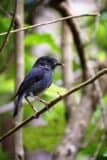 New Zealand North Island robin (Petroica longipes) portrait with research identity bands on legs