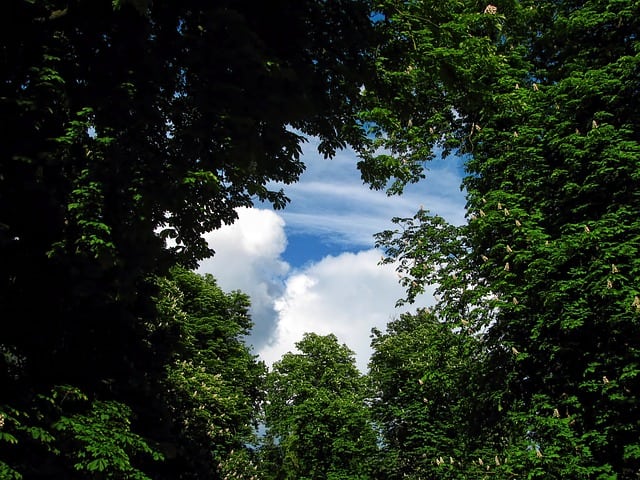 Looking up through a canopy of trees laden with green leaves to see a blue sky with puffy white clouds.