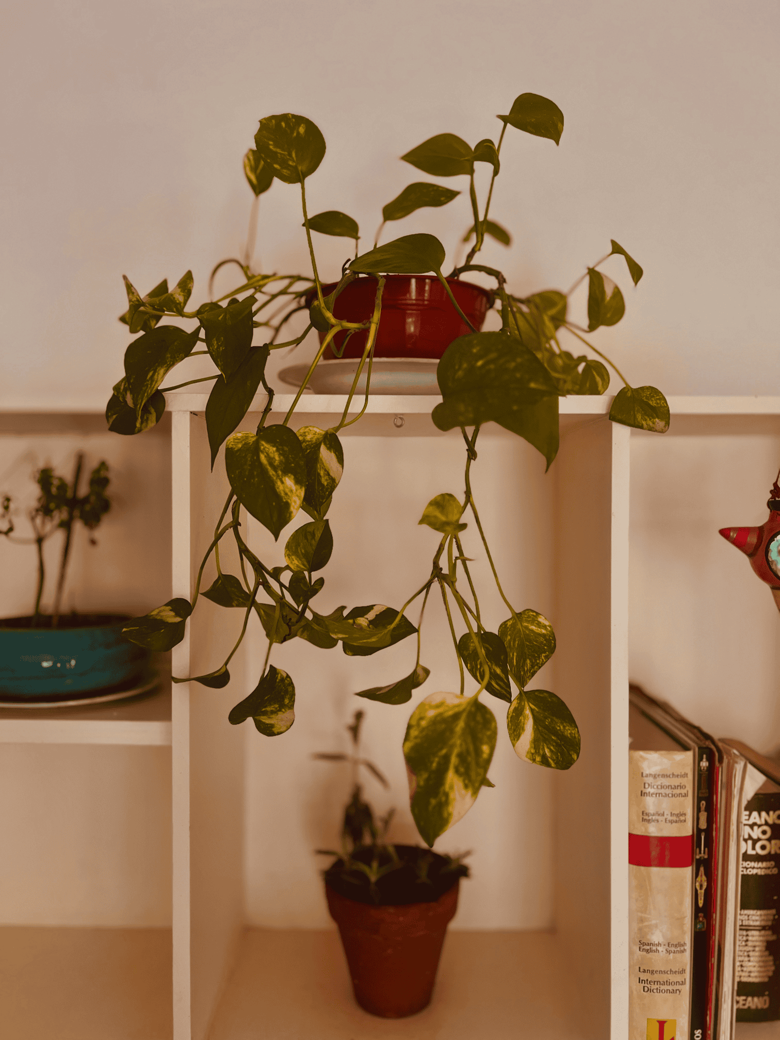 A hard to kill hanging plant on a shelf.