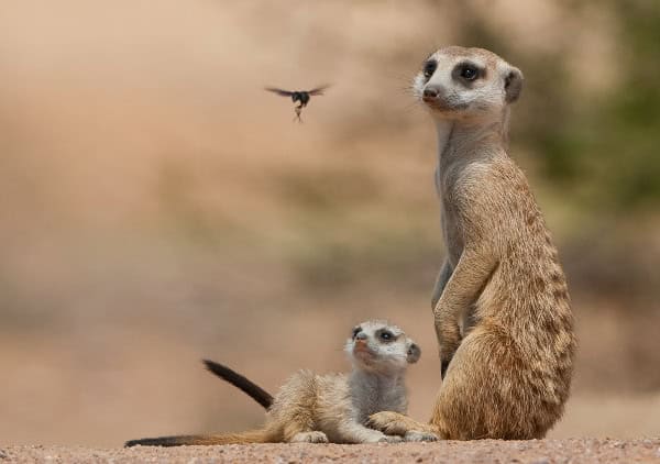 A hornet flies past a pair of meerkats in the Kalahari, Botswana.