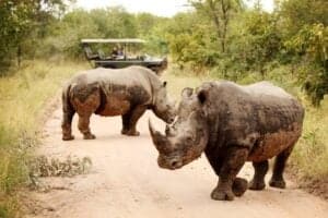 Game Drive at Jabulani in the Greater Kruger, Image credit, Jabulani