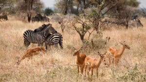 Zebra & Gazelles in Tarangire National Park, Tanzania, Image credit, Canva