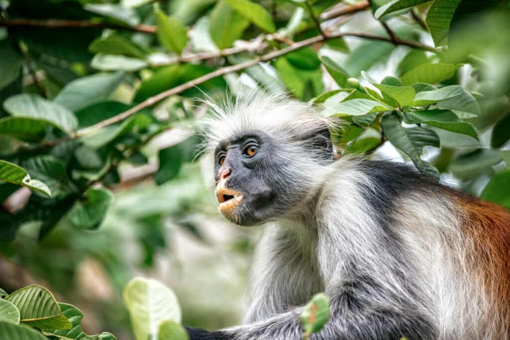 Red colobus monkey in the trees of Zanzibar rain forest