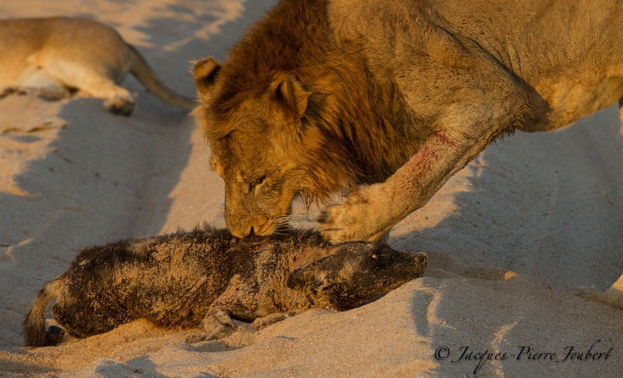 Remarkable Clash Between Lion and Wild Dog Brings Onlookers to Tears