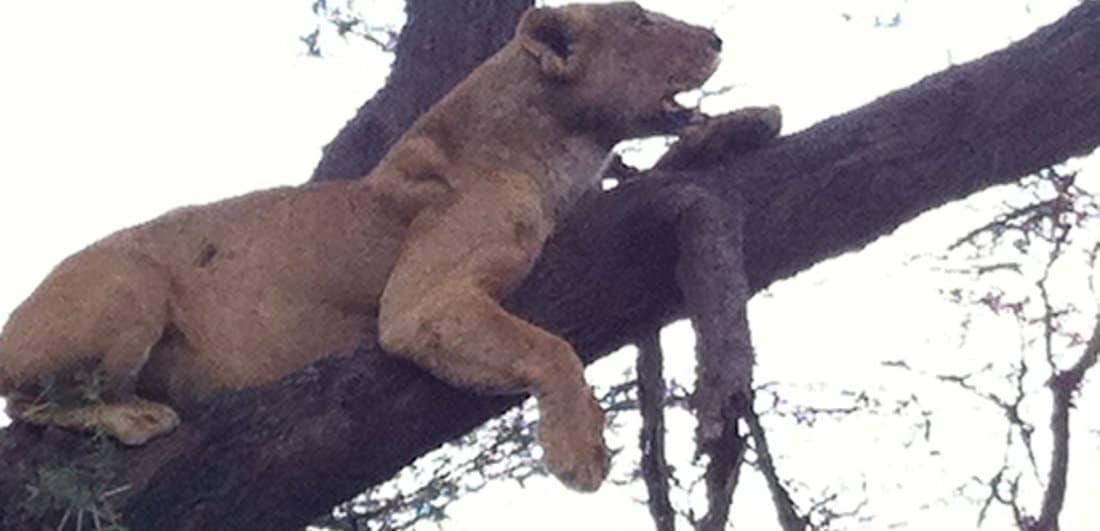 My African dream - Benigna and Mario’s Serengeti safari adventure