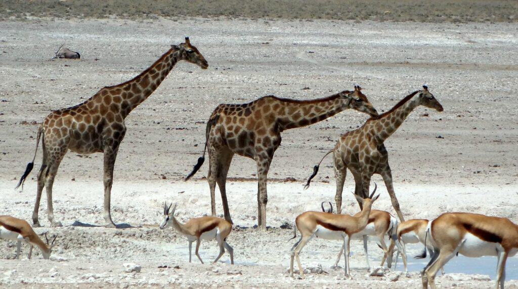 Giraffes in Okaukuejo, Etosha National Park | Photo credit: Okaukuejo Camp