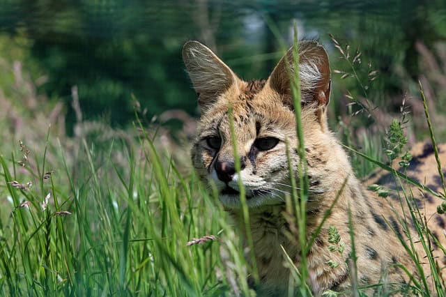 The Most Majestic Lodges for Spotting Wildlife in Aberdare National Park