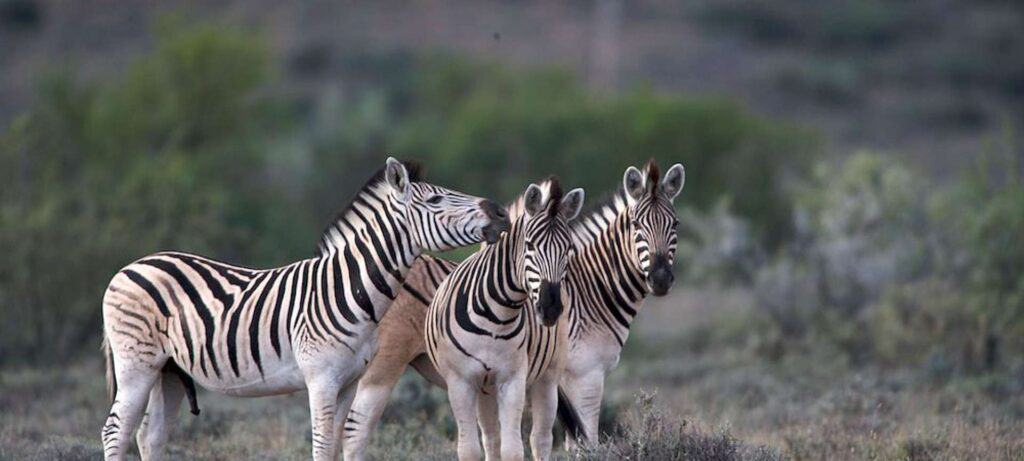 Zebra in a safari destination called Karoo National Park.
