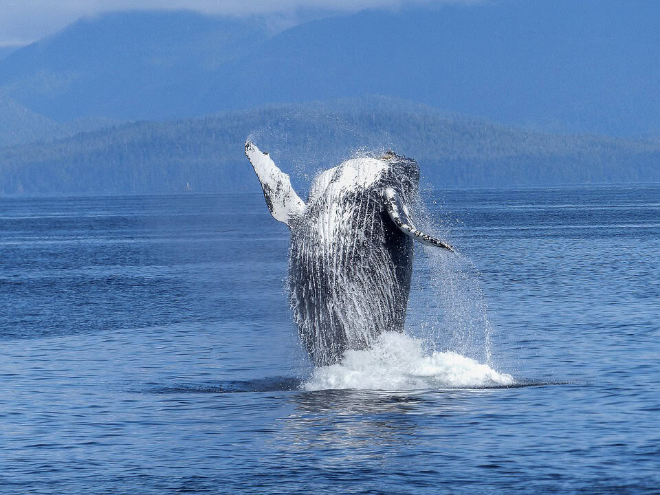 Whale breaching off the coast of SA