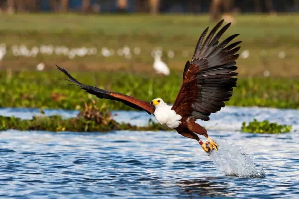 Birds in Kenya