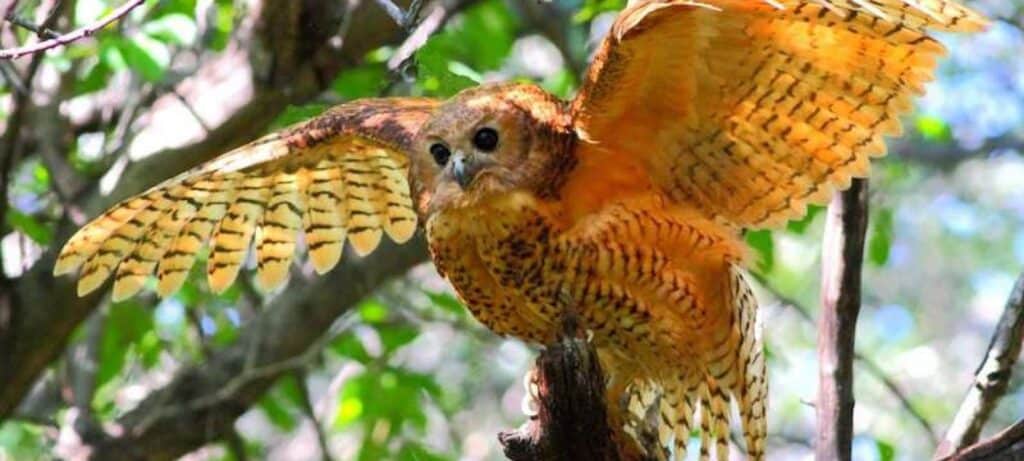 The Pels fishing owl is a beautiful bird, found in the Okavango