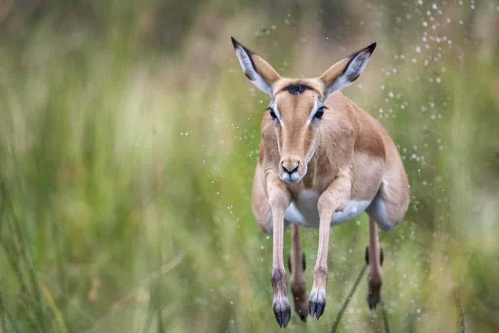 Impala Antelope jumping over a stream, Moremi, Okavango Delta