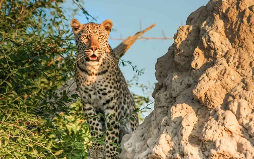 Leopard in Botswana | Photo: designerpoint via pixabay