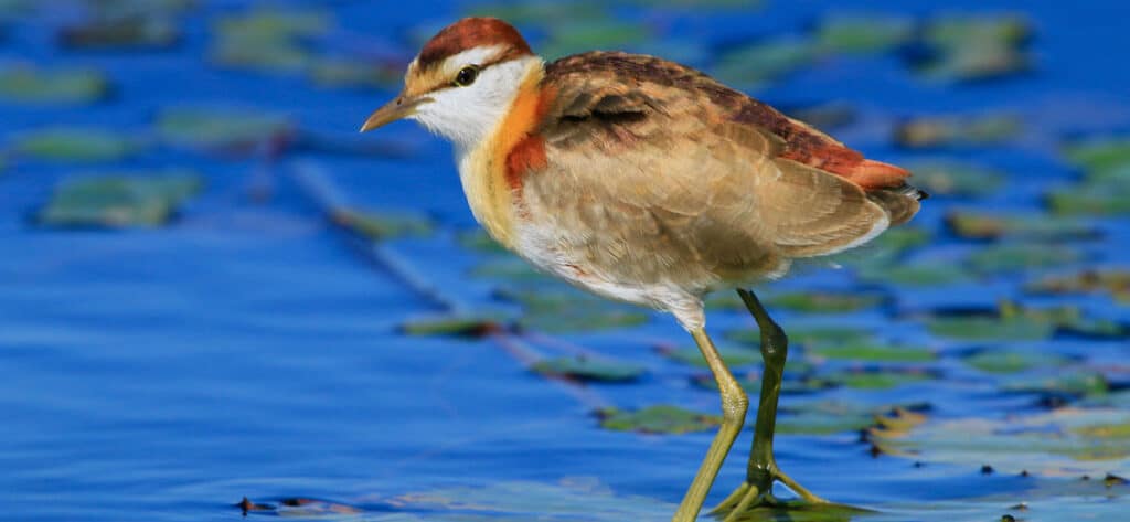 The Lesser jacana (credit Rachel Lang)