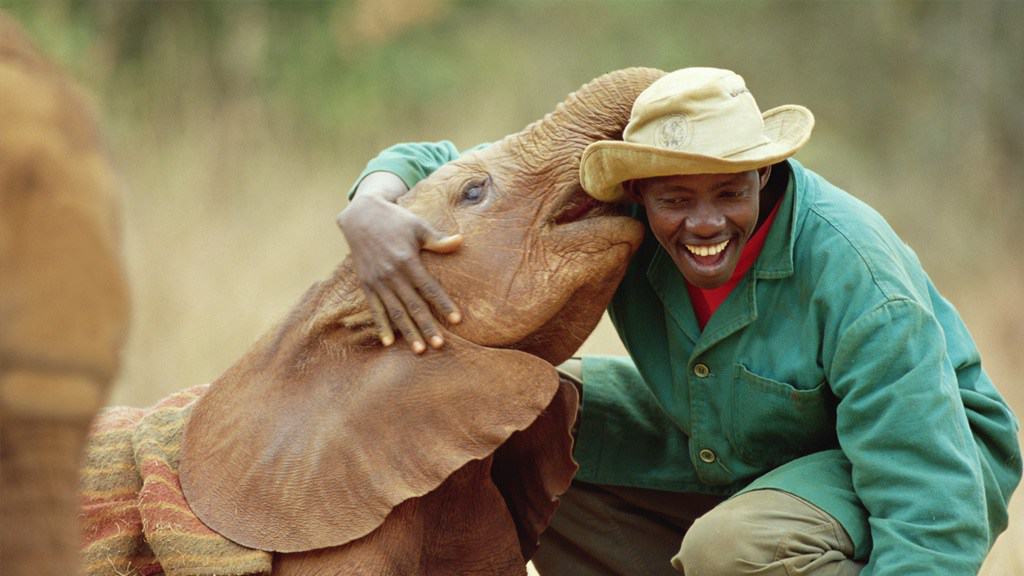 david sheldrick wildlife trust